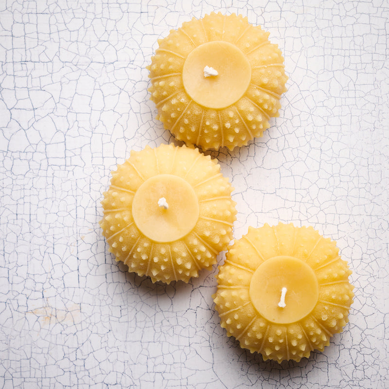 Beeswax Urchin Candle