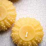 Beeswax Urchin Candle