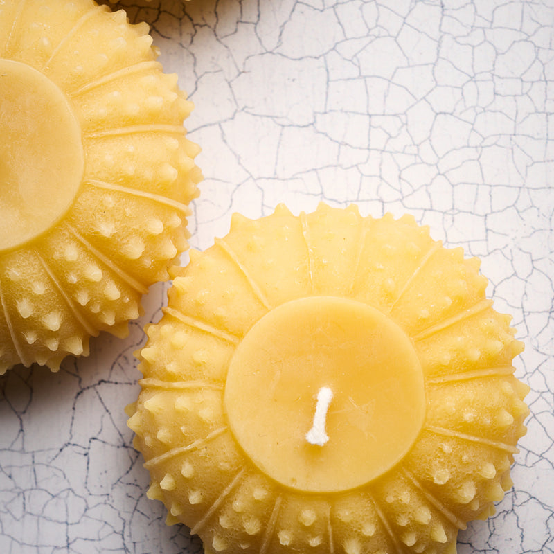 Beeswax Urchin Candle