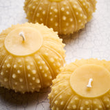 Beeswax Urchin Candle