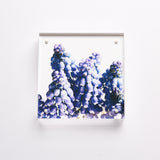 Winky Lewis Flora Photograph Blocks